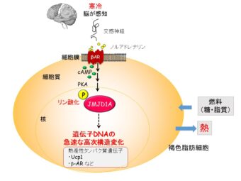 エピゲノム酵素がエピゲノムを修飾する脱メチル化酵素が、寒冷刺激時などに活性化されるメカニズムを解明。阿部さん、ロイハンさんの論文がNature Communicationsに2015年5月7日付オンライン版で発表されました