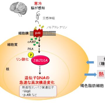 エピゲノム酵素がエピゲノムを修飾する脱メチル化酵素が、寒冷刺激時などに活性化されるメカニズムを解明。阿部さん、ロイハンさんの論文がNature Communicationsに2015年5月7日付オンライン版で発表されました