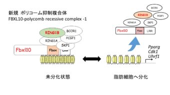 脂肪細胞分化を抑制する新規のポリコーム抑制複合体を解明