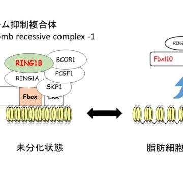 脂肪細胞分化を抑制する新規のポリコーム抑制複合体を解明