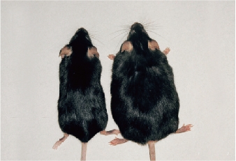 遺伝子改変マウス